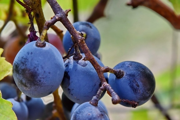 bleu, branche, fruits, les raisins, Grapevine, organique, nature, à l’extérieur, feuille, vigne