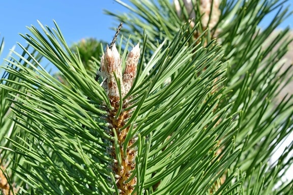branch, green leaves, trees, white spruce, pine, outdoors, tree, nature, plant, evergreen
