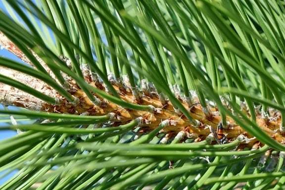 close-up, conifers, evergreen, green leaves, plant, nature, tree, pine, outdoors, leaf
