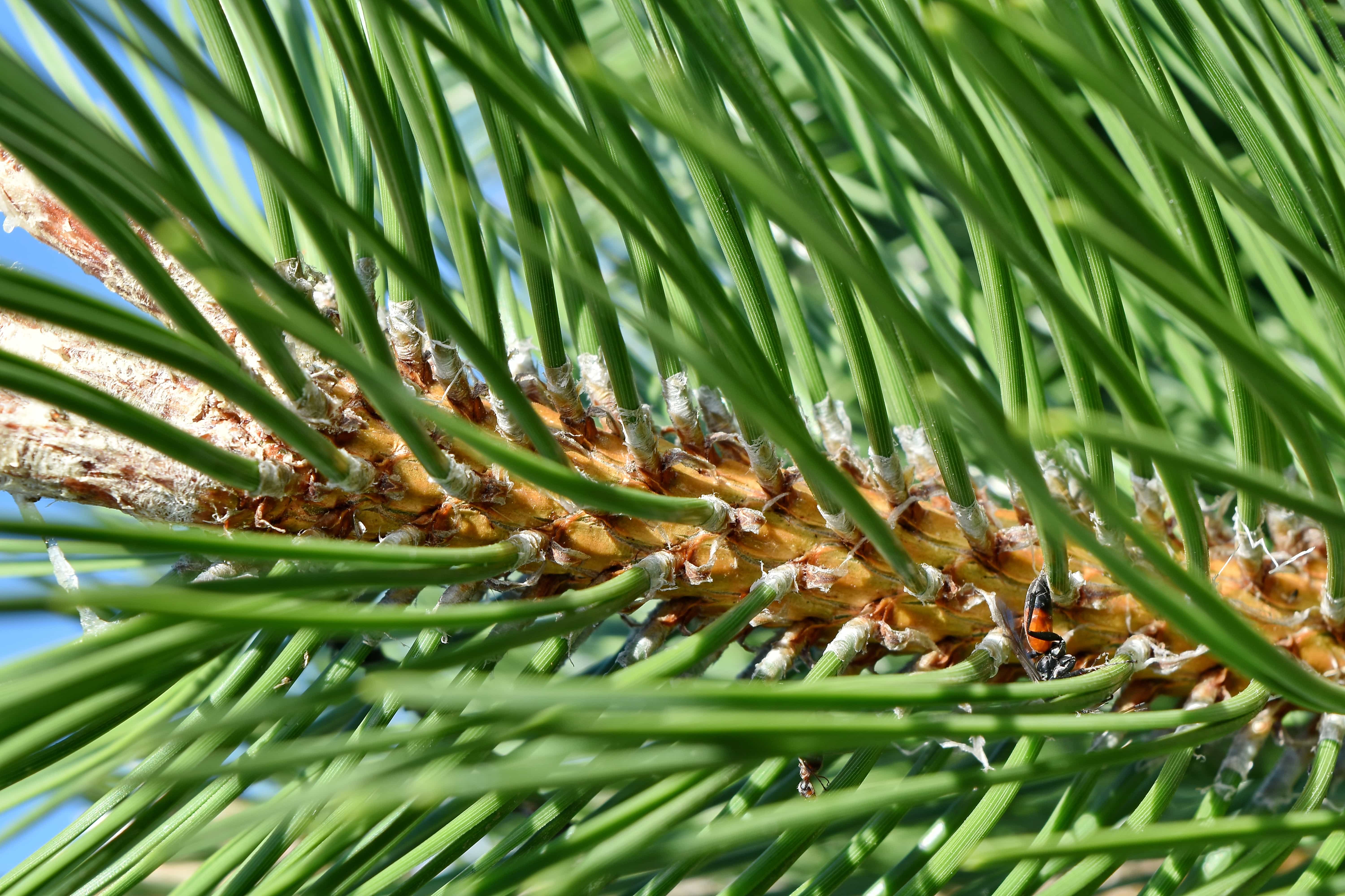 Free picture: close-up, conifers, evergreen, green leaves, plant, nature, tree, pine, outdoors, leaf