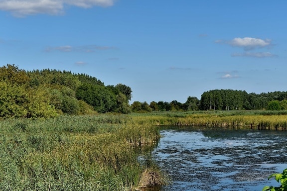 blue sky, panorama, swamp, forest, nature, grass, land, lake, landscape, tree