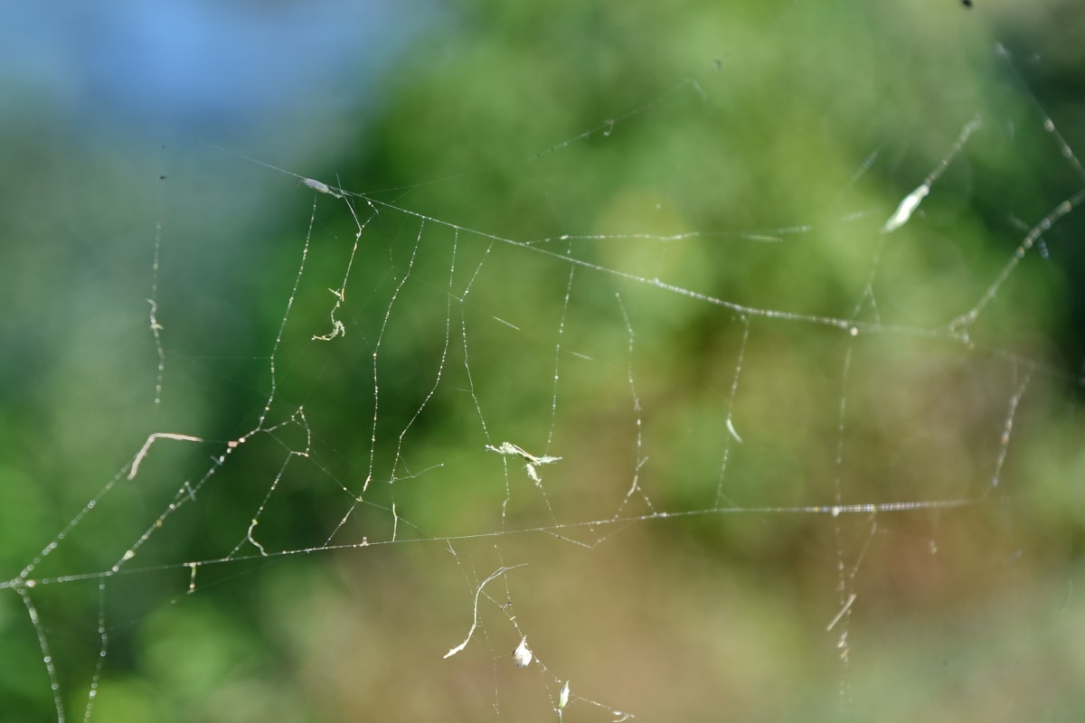 Arachnid, Spinnennetz, Spinne, Spinnennetz, Spinnennetz, Tau, Falle, Natur, Sommer, im freien