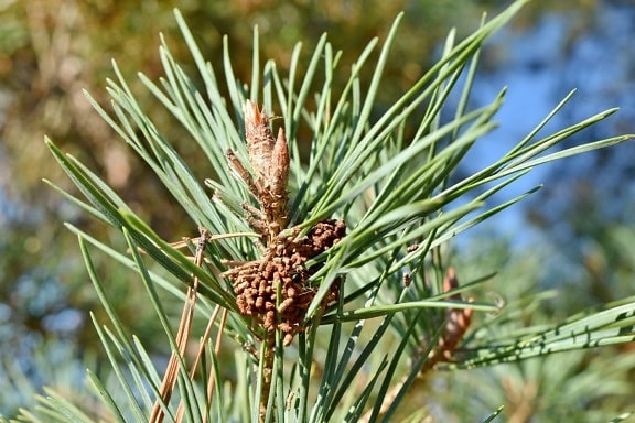branch, close-up, conifers, evergreen, blur, bright, conifer, daylight, detail, ecology