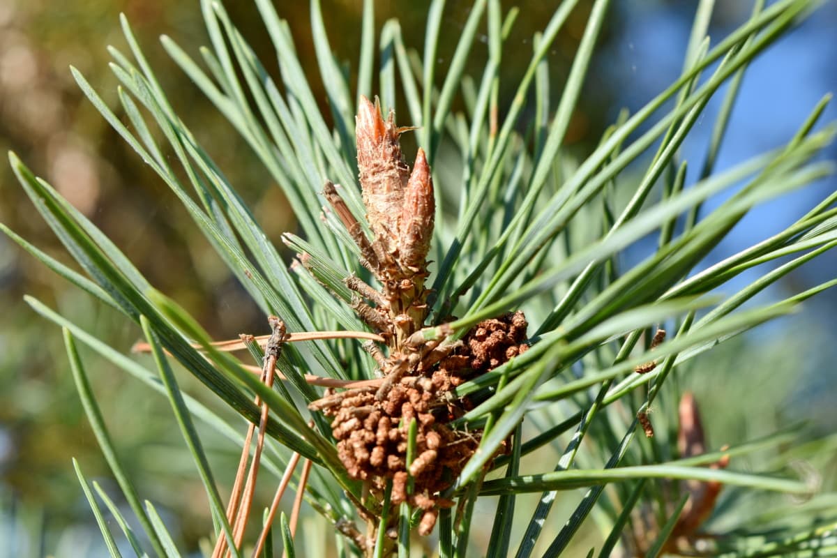 spruce, summer season, branch, bright, color, cone, conifer, daylight, detail, ecology