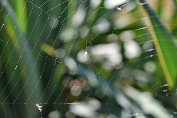 cobweb, blur, trap, spider web, spider, spiderweb, abstract, nature, texture, pattern