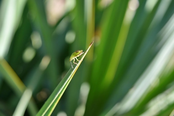 beetle, blurry, detail, green grass, green leaf, grass, leaf, plant, spring, garden