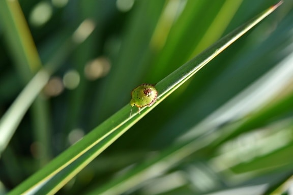 beetle, detail, insect, small, garden, leaf, plant, grass, nature, blade