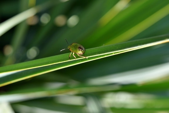 beetle, green, arthropod, nature, leaf, garden, insect, flora, color, grass
