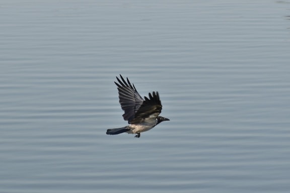 crow, flying, flyover, water, wings, wild, bird, wildlife, lake, ornithology