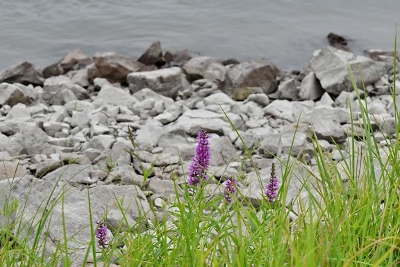 големи камъни, Дунав, цветя, зелена трева, реката, лято, цвете, билка, растителна, природата