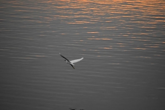 bird, egret, horizon, lakeside, overflight, sunset, water, white, wings, aquatic bird