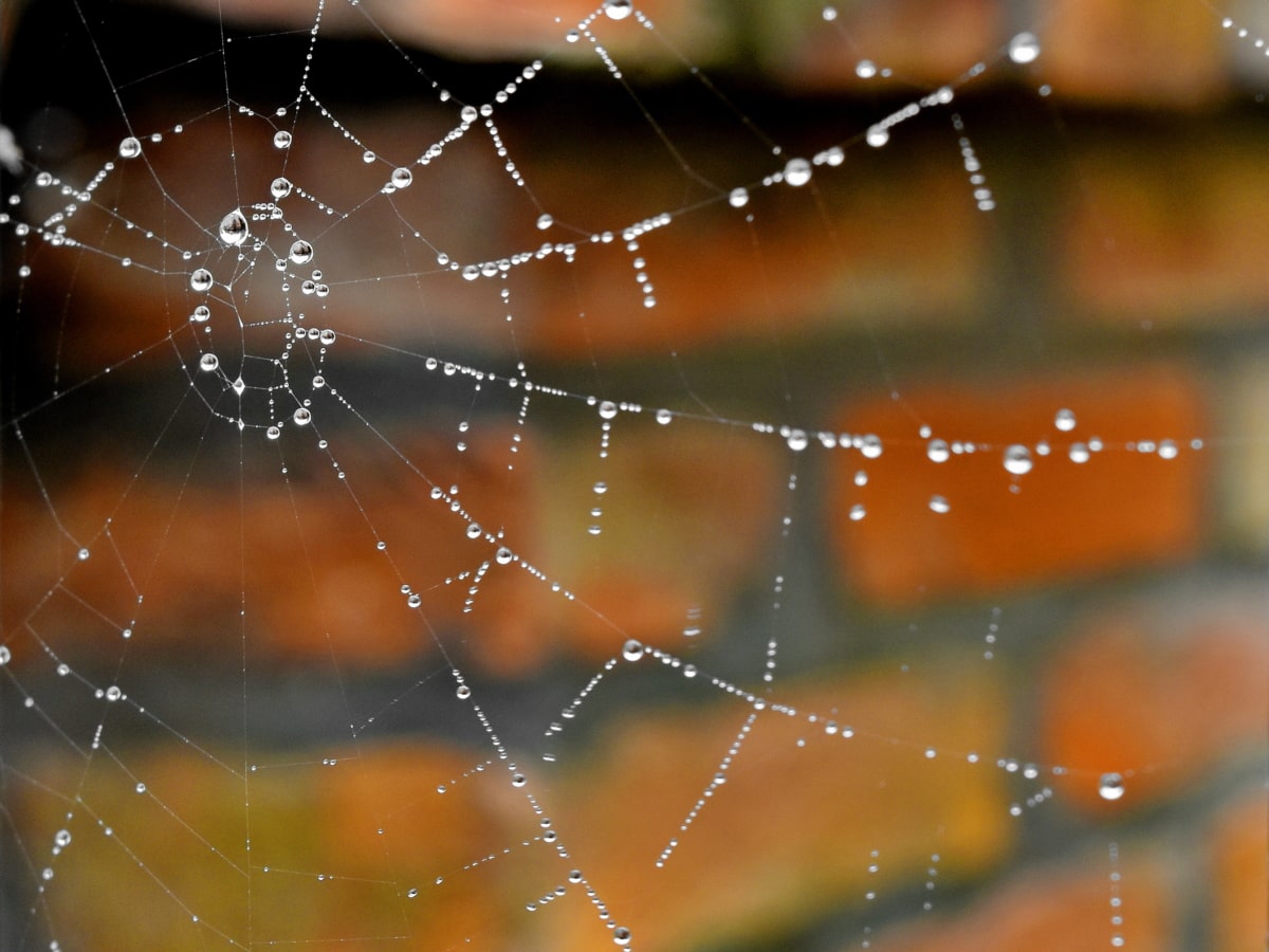 cobweb, detail, liquid, moisture, water, trap, dew, spider, spiderweb, spider web