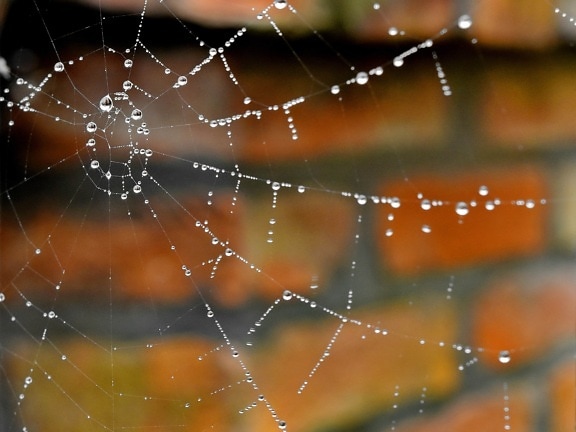 jaring laba-laba, detail, cairan, kelembaban, air, perangkap, embun, laba-laba, jaring laba-laba, jaring laba-laba