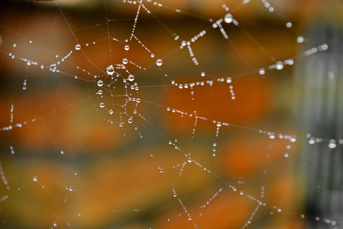 details, moisture, raindrop, spider web, dew, trap, shining, design, blur, abstract