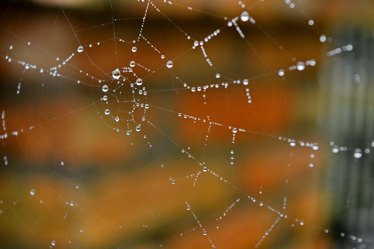 fugt, regndråbe, gennemsigtig, fælde, edderkoppespind, spindelvæv, dug, spindelvæv, skinnende, design