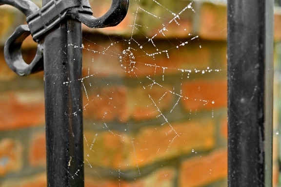 trap, cobweb, spider web, iron, nature, steel, rain, wet, danger, old