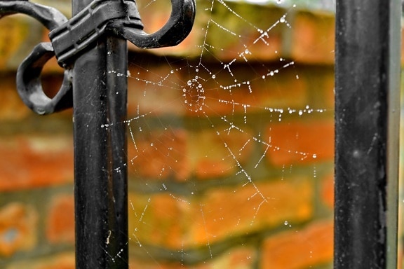 cast iron, cobweb, dew, fence, moisture, raindrop, spider web, trap, iron, nature