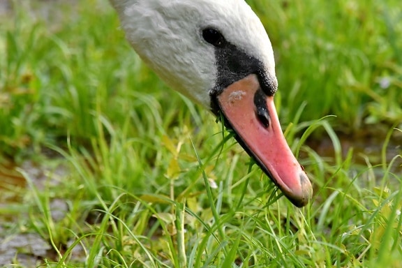 eating, grazing, head, swan, beak, nature, aquatic bird, bird, wildlife, grass