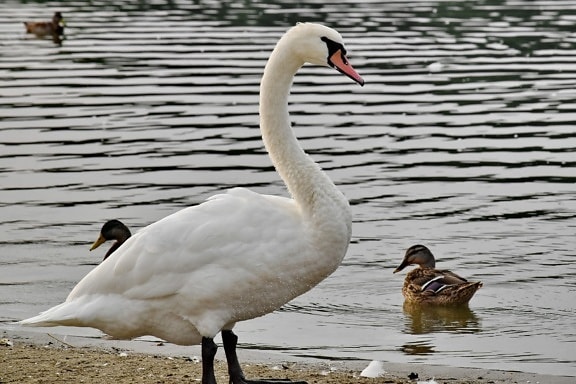 ducks, lakeside, national park, natural habitat, swan, wildlife, aquatic bird, pool, bird, duck