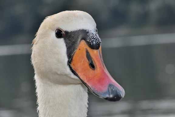 beak, beautiful photo, close-up, head, looking, swan, bird, waterfowl, aquatic bird, wildlife