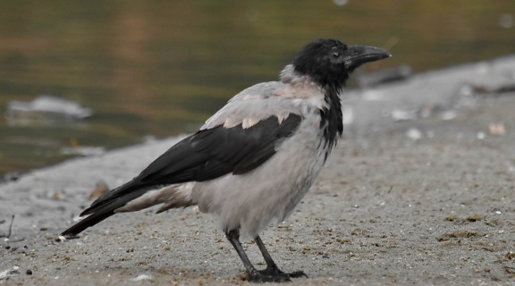 black and white, black bird, crow, beak, bird, wildlife, nature, animal, outdoors, feather