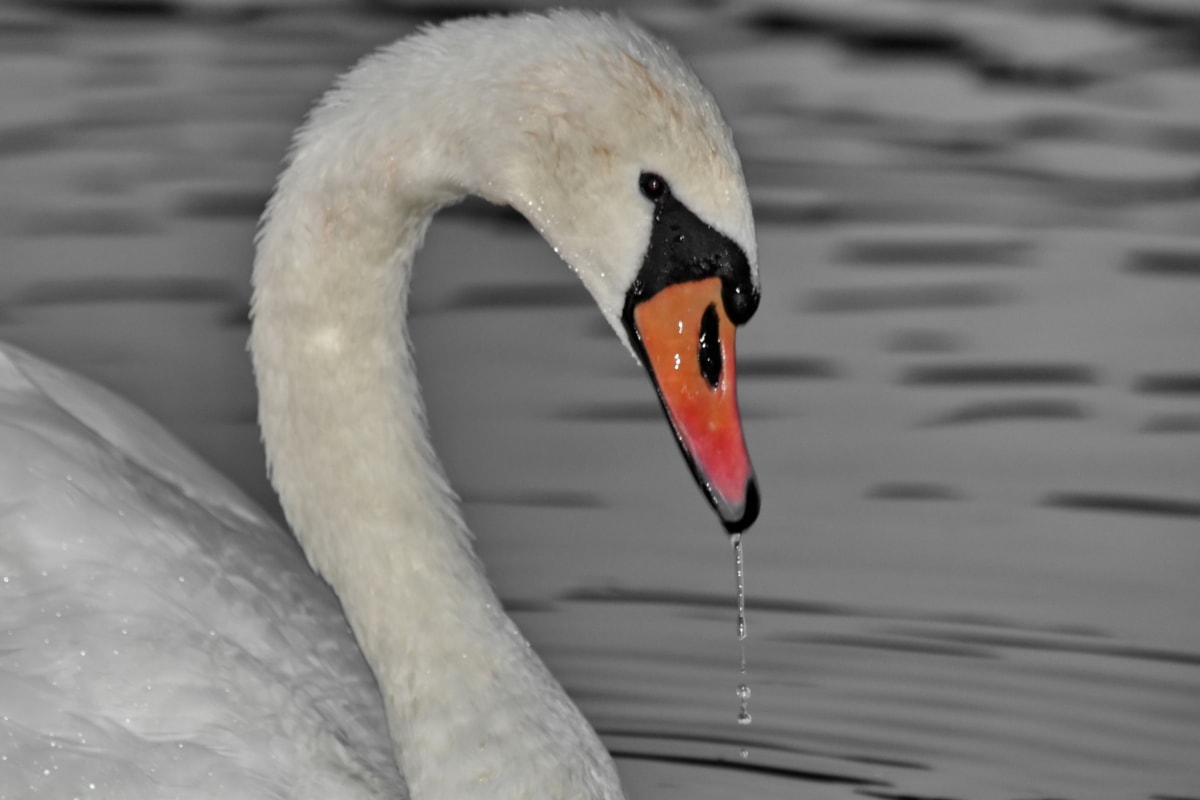 beak, neck, swan, swimming, water, waterdrops, wet, wildlife, aquatic bird, bird