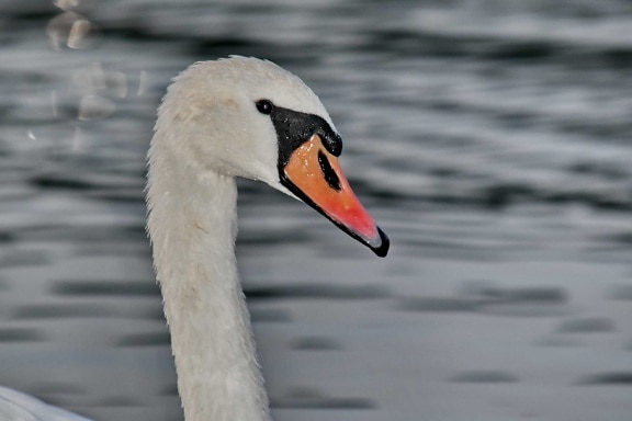 close-up, head, portrait, swan, wet, bird, beak, wildlife, aquatic bird, waterfowl