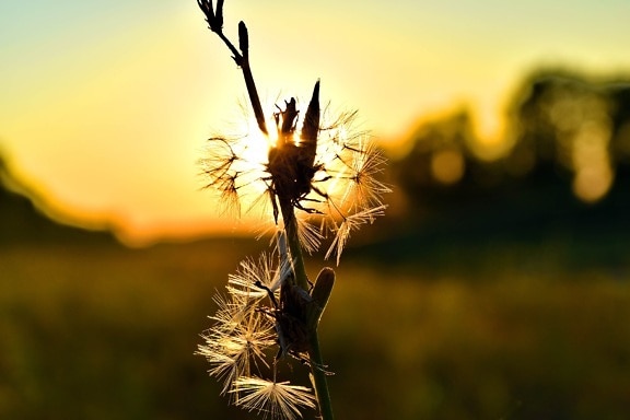 dandelion, detail, sunrays, sunset, sunspot, wheat, nature, sun, summer, outdoors
