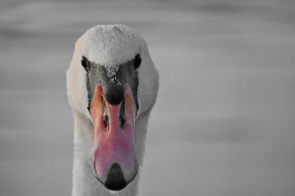 beak, close-up, eyes, portrait, swan, waterfowl, bird, water, aquatic bird, wildlife