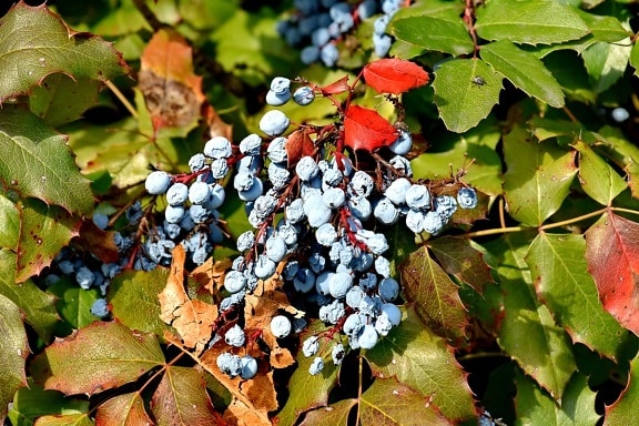 autumn season, berries, shrub, plant, leaves, leaf, nature, autumn, season, color