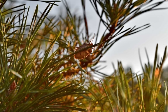 beetle, branches, conifer, insect, sunrays, sunshine, tree, needle, plant, pine