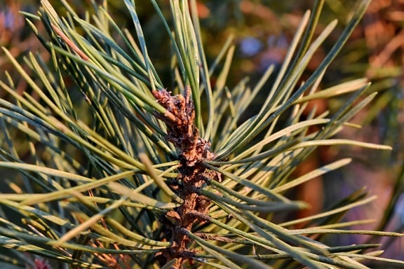 branches, conifers, summer season, sunshine, nature, outdoors, needle, conifer, tree, branch