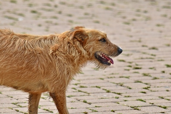 cão, marrom claro, pavimento, caminhando, canino, cão de caça, animal, bonito, grama, Peles