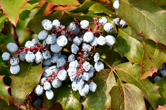 berries, shrub, flora, plant, nature, tree, fruit, leaf, season, color