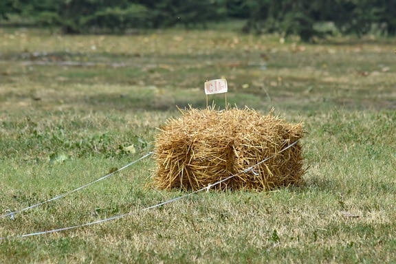 hay, hay field, grass, nature, field, farm, straw, agriculture, landscape, summer