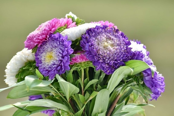 arrangement, bouquet, flower, nature, leaf, summer, color, purple, bright, upclose