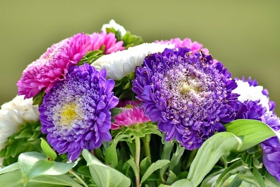 bouquet, flower, summer, flora, nature, leaf, garden, bright, petal, purple