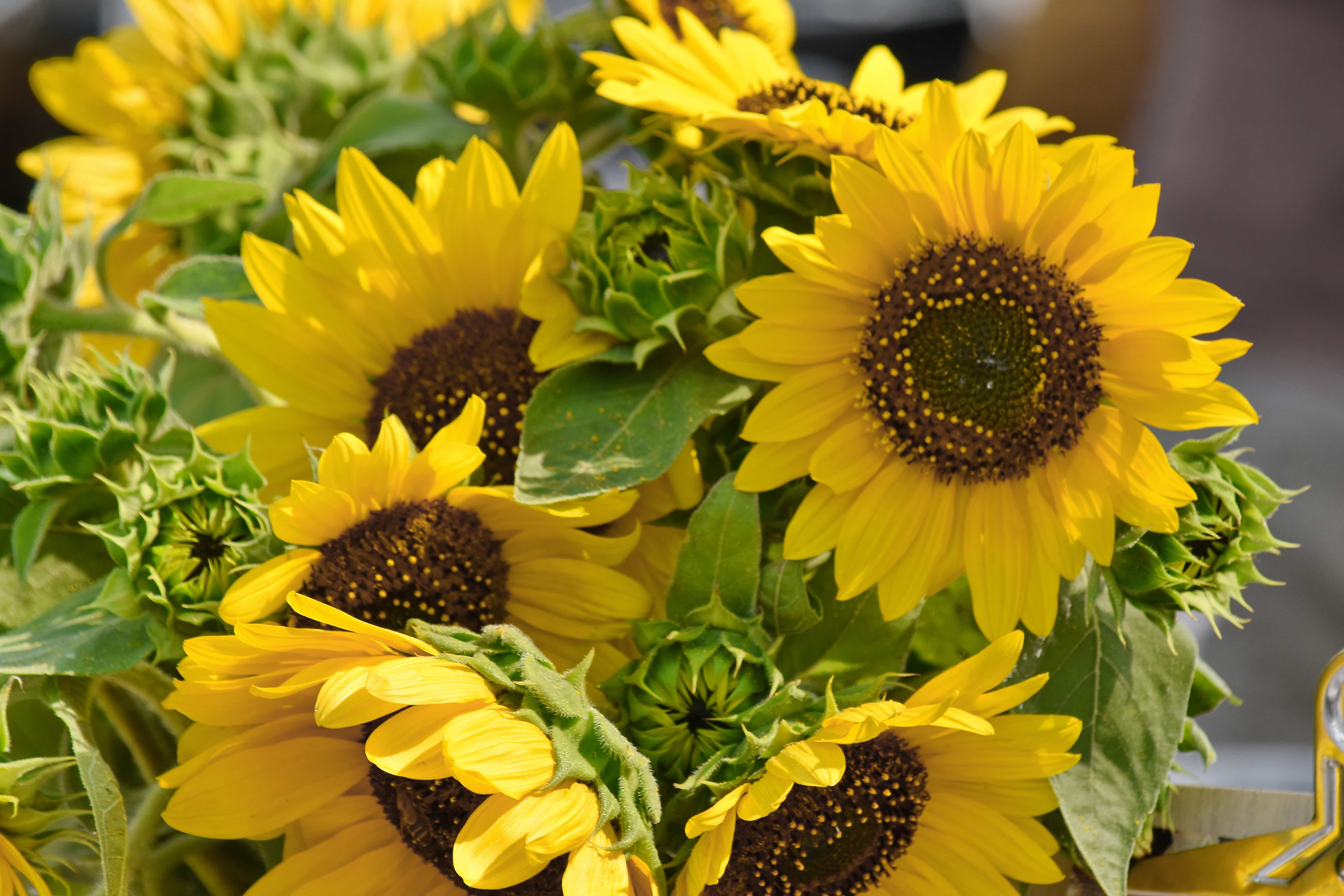 フリー写真画像 花束 シード ひまわり 夏 工場 自然 黄色 葉 フローラ 花