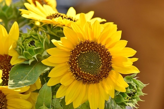 petal, sunflower, flower, summer, flora, plant, yellow, nature, pollen, leaf