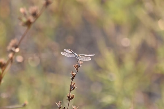 dragonfly, grass, sunset, sunshine, wings, wildlife, nature, outdoors, plant, blur