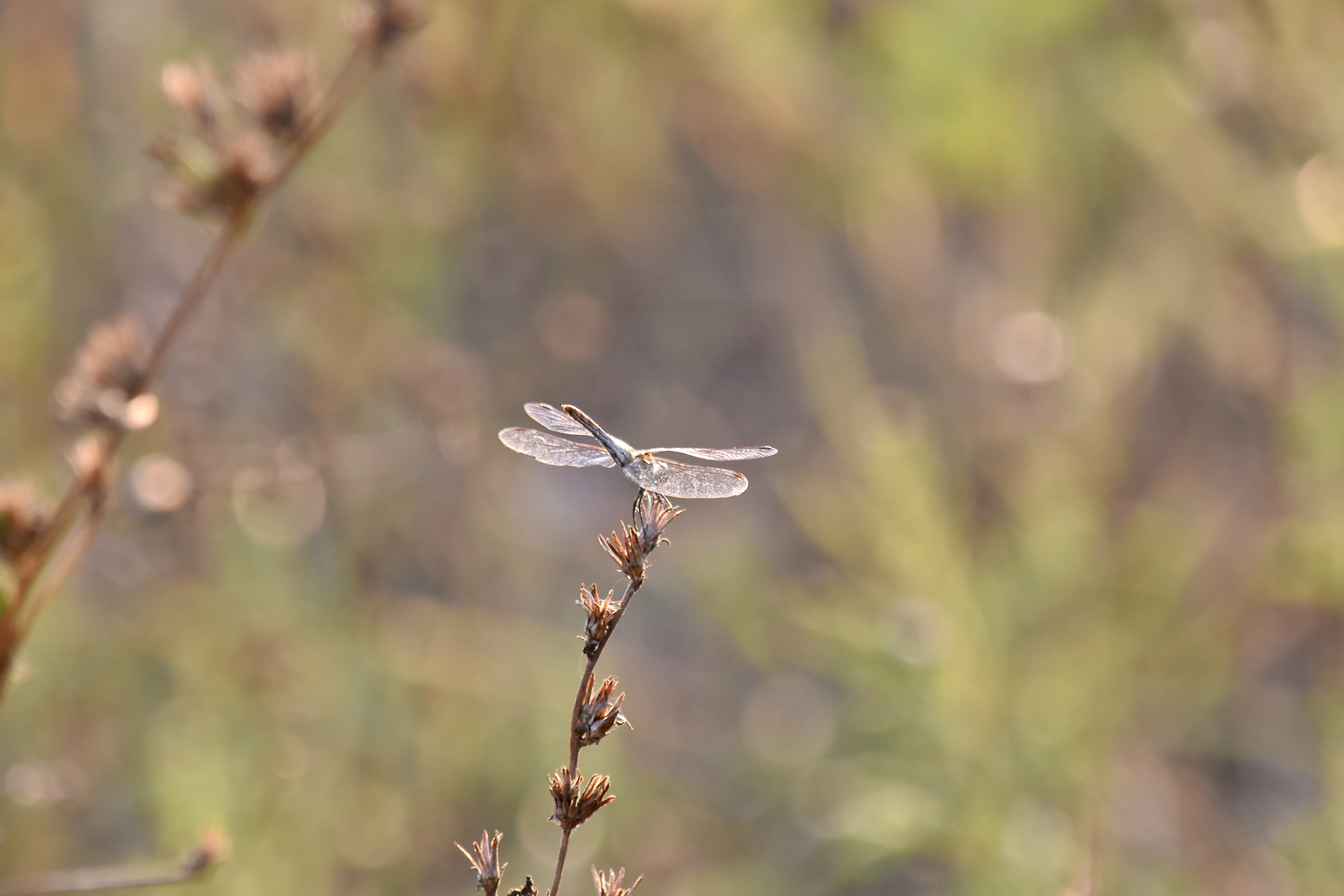 フリー写真画像 トンボ 草 サンセット 太陽の光 翼 野生動物 自然 アウトドア 工場 ぼかし