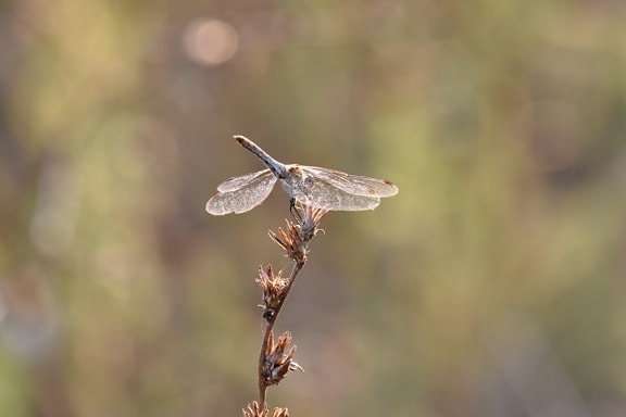beautiful photo, dragonfly, lacewing, metamorphosis, wildlife, arthropod, nature, insect, outdoors, animal