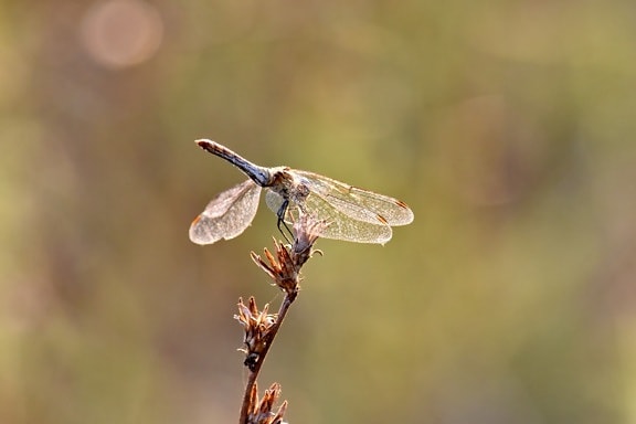 beautiful photo, dragonfly, lacewing, insect, nature, outdoors, wildlife, arthropod, animal, entomology