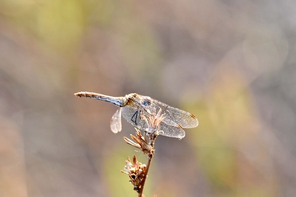 biology, detail, dragonfly, wings, nature, insect, wildlife, outdoors, animal, wild