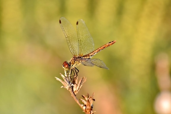 beautiful photo, close-up, dragonfly, head, wings, invertebrate, nature, outdoors, insect, arthropod