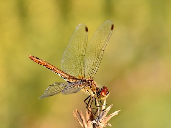 Free picture: details, dragonfly, light brown, macro, wings, arthropod ...