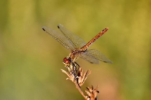 beautiful photo, details, dragonfly, entomology, insect, lacewing, macro, metamorphosis, wildlife, arthropod
