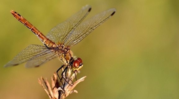 body, close-up, dragonfly, head, insect, macro, wildlife, wings, nature, arthropod