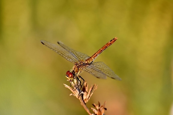 dragonfly, head, legs, metamorphosis, wings, outdoors, invertebrate, insect, nature, arthropod