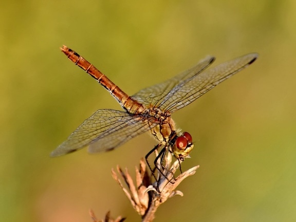 beautiful photo, details, dragonfly, eyes, head, wildlife, animal, animals, arthropod, biology